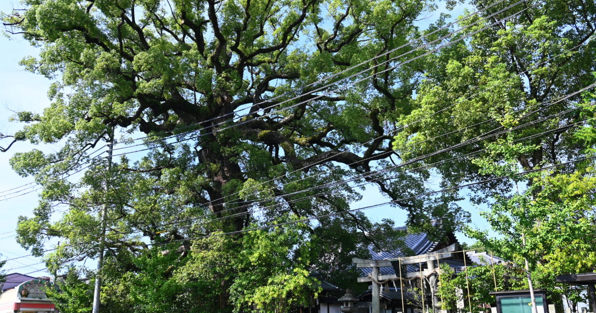新熊野神社